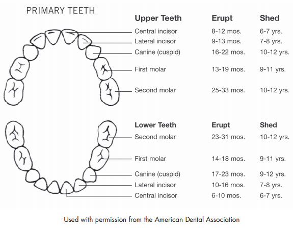Soothing tooth beads For Various Ages 