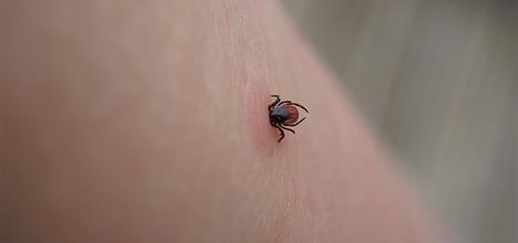 a spider on a person's skin