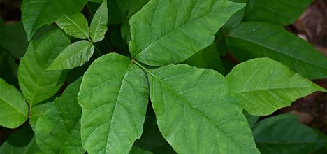 Click here to insert a picture from SharePoint.