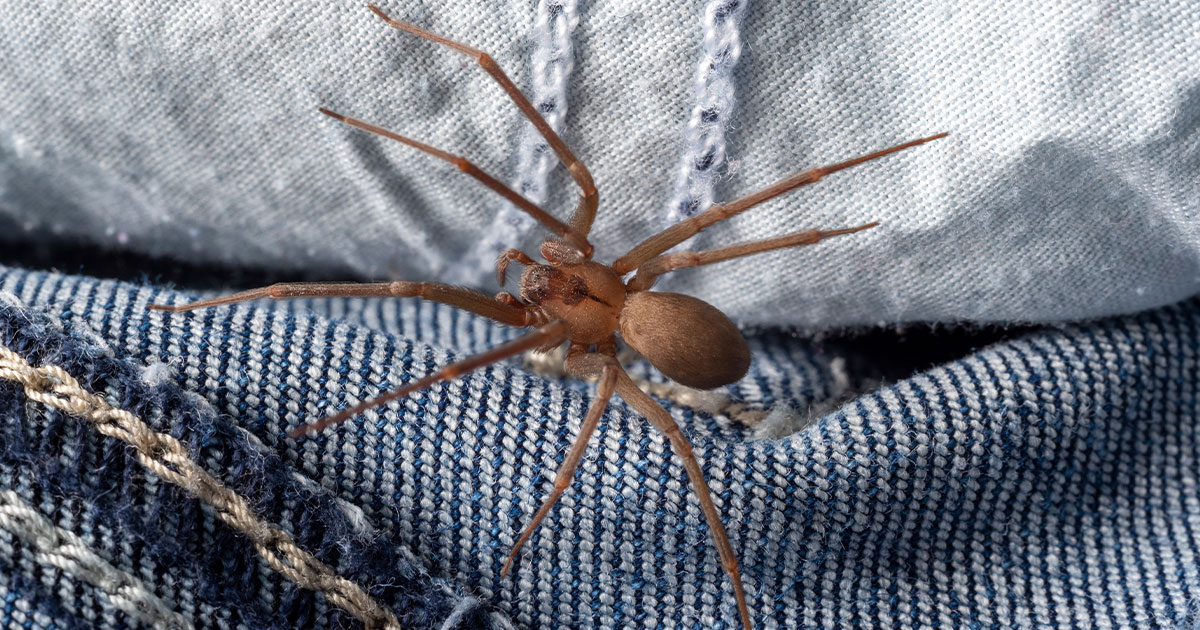 The brown recluse spider is also known as the fiddle-back or violin spider. A violin-shaped marking on the back helps to identify it. Both the male and female are dangerous.